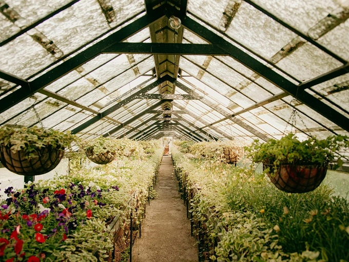 Glass in Greenhouse